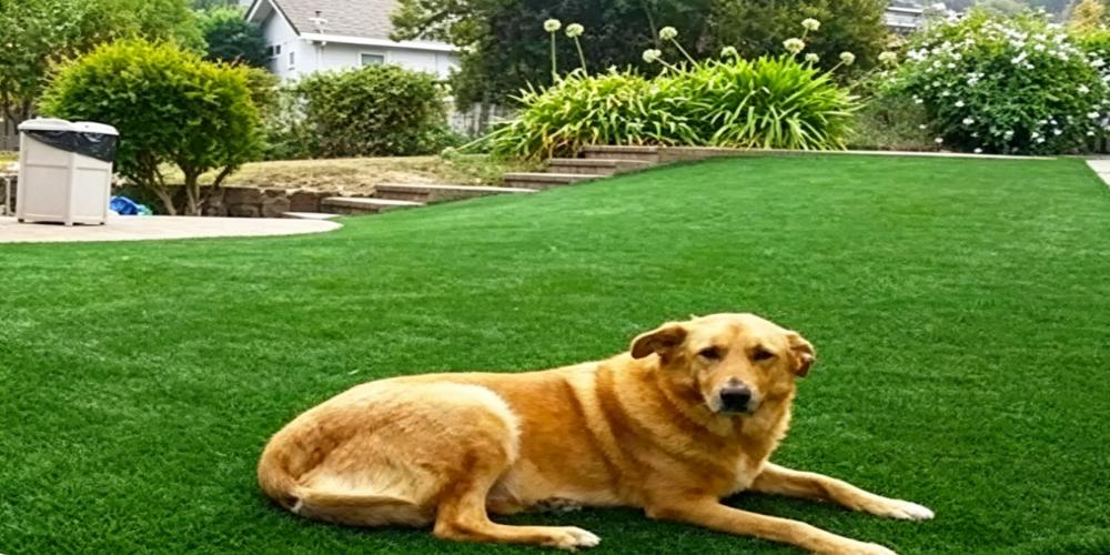 pet grass